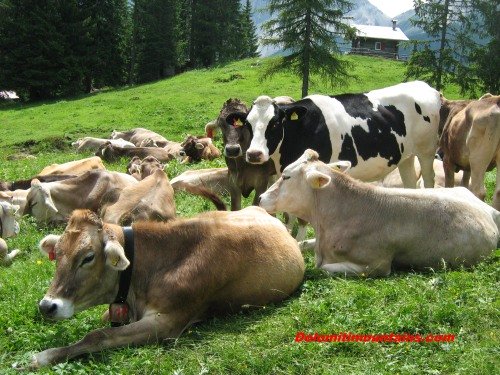 Cattle in Vedorcia